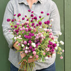 QIS&trade; Formula Mix Gomphrena (Globe Amaranth)