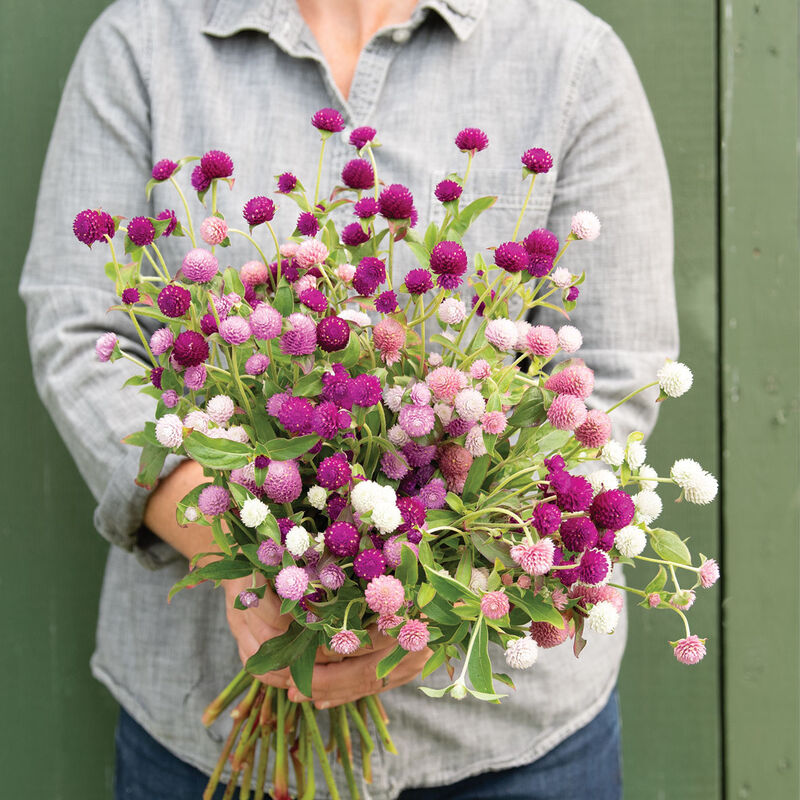 QIS&trade; Formula Mix Gomphrena (Globe Amaranth)