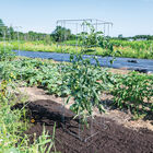 Tomato Cages – 58" Cages & Fences