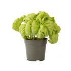 Tuscany Basil