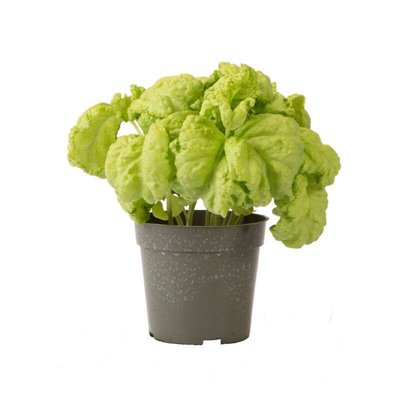Tuscany Basil