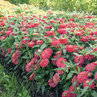 Double Zahara™ Salmon Zinnias