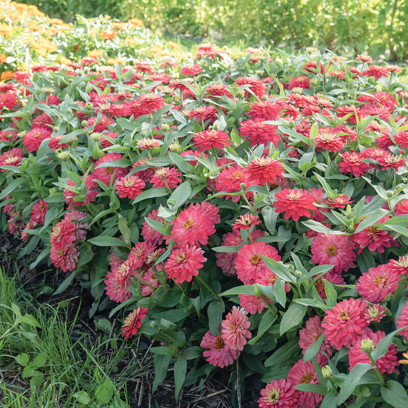 Double Zahara™ Salmon Zinnias
