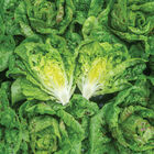 Kolibri Bibb Lettuce
