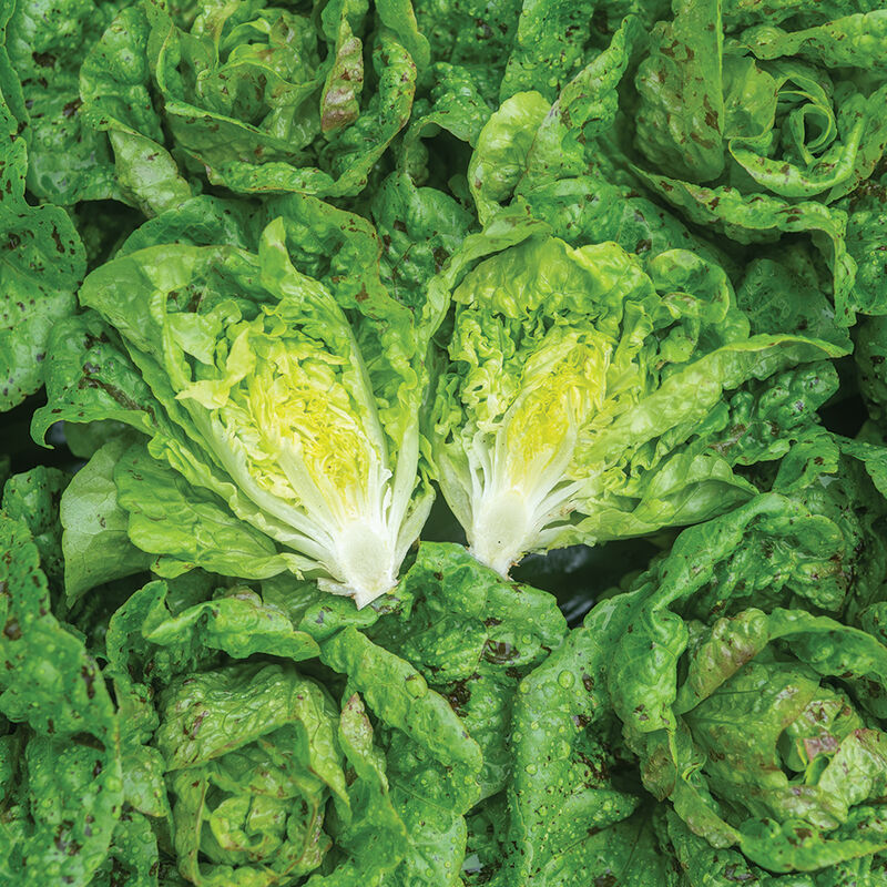 Kolibri Bibb Lettuce