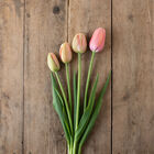 Menton Tulips