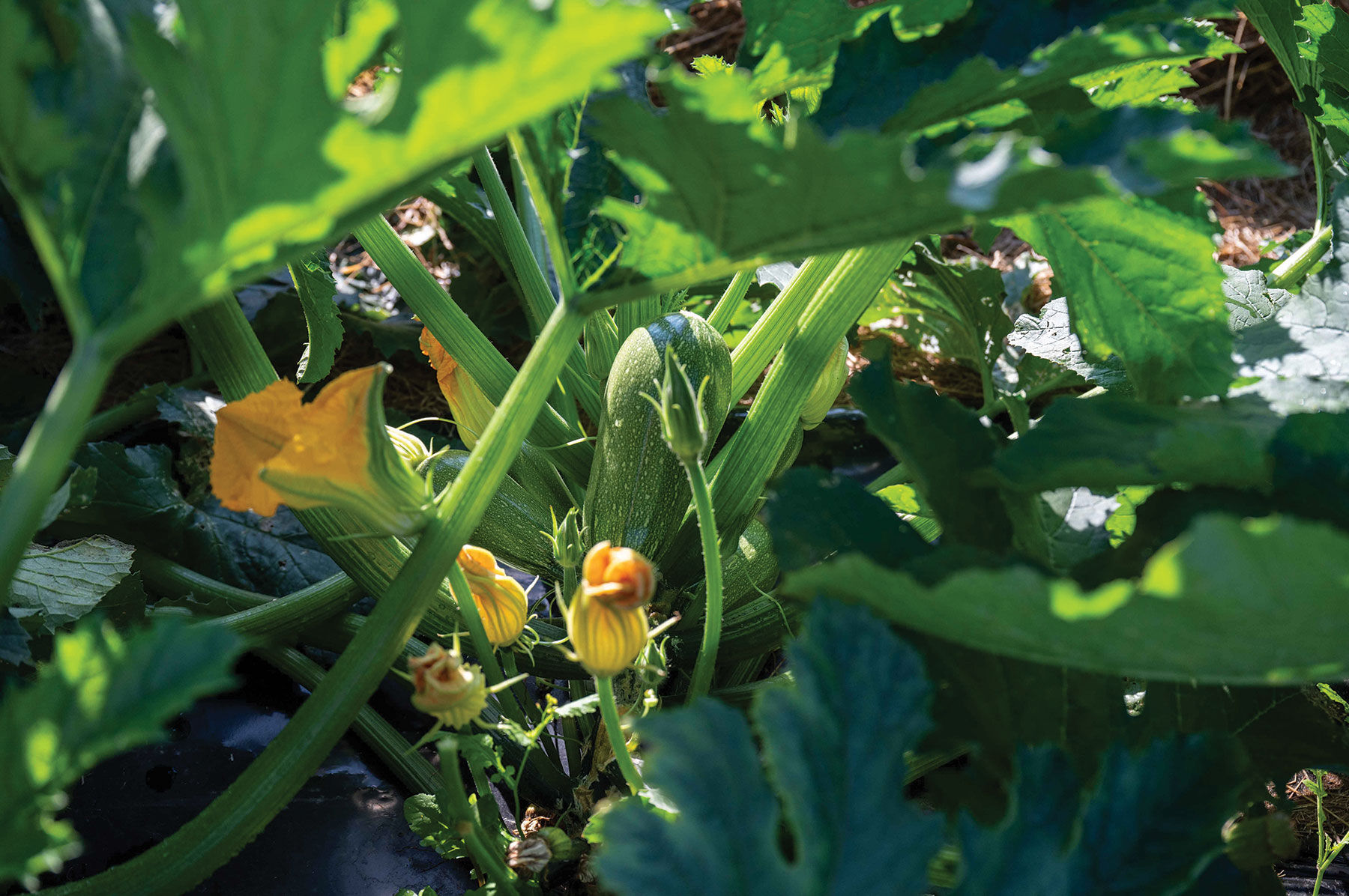 Mexicana - Organic Gray Zucchini Seeds | Johnny's Selected Seeds