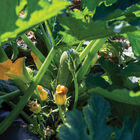 Mexicana Summer Squash