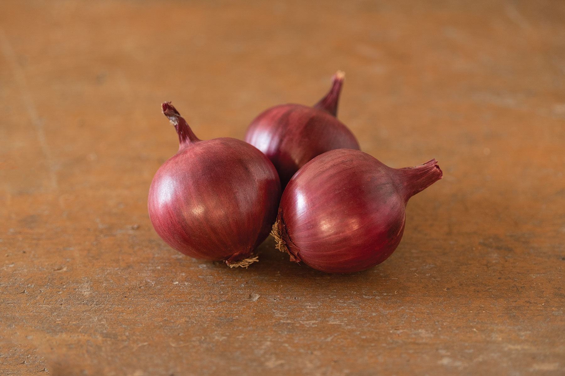 Barolo - Red, Long Day Onion Seeds | Johnny's Selected Seeds
