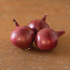 Barolo Full-Size Onions