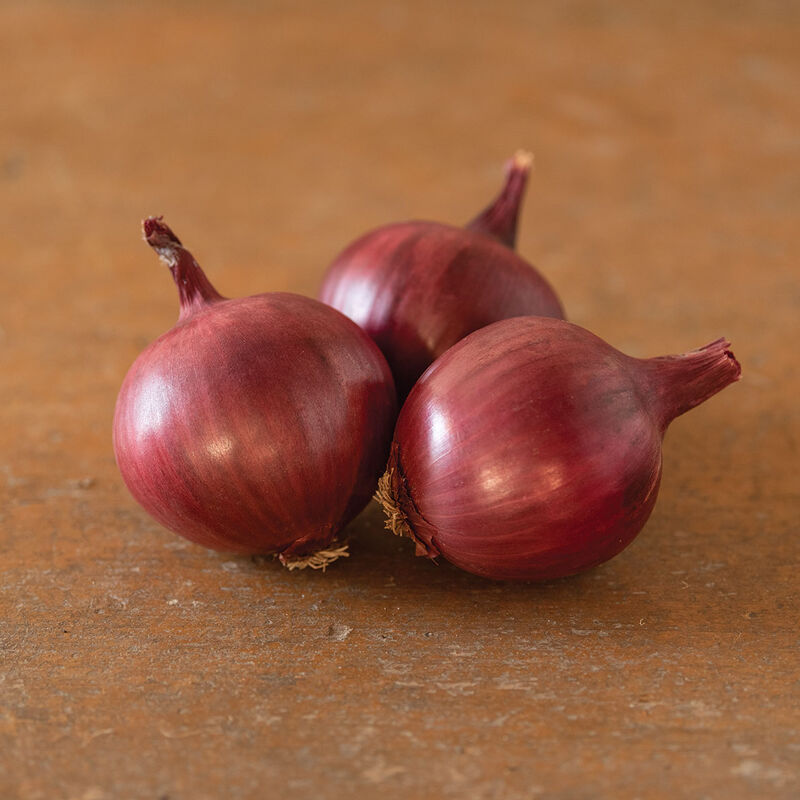 Barolo Full-Size Onions