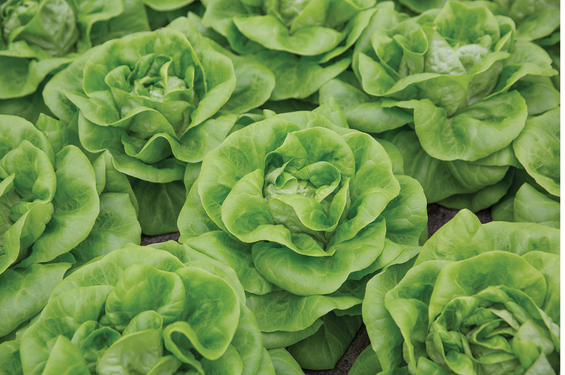 Cecelia - Pelleted Butterhead Lettuce Seeds | Johnny's Selected Seeds