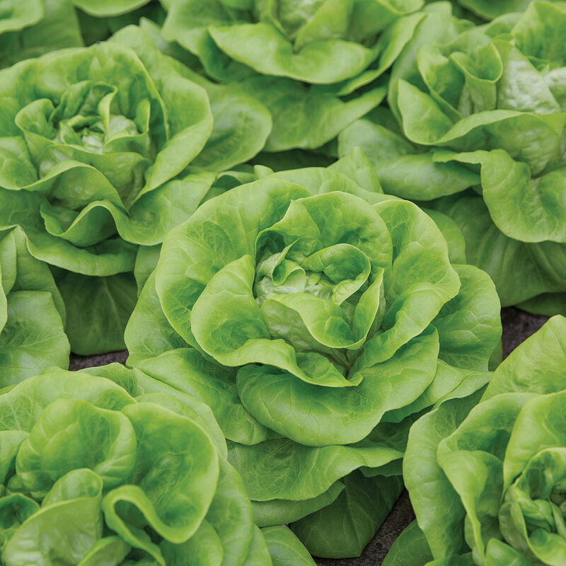 Cecelia Butterhead Lettuce (Boston)