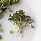 Kale, Kalefetti Mix Microgreen Mixes