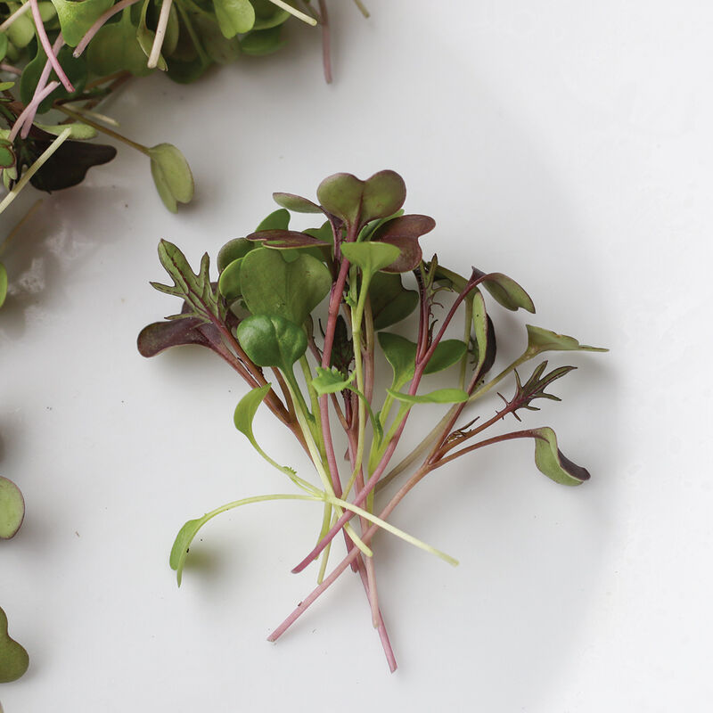 Kale, Kalefetti Mix Microgreen Mixes