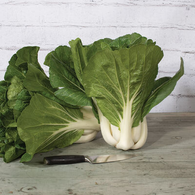 Bopak Pac Choi (Bok Choy)