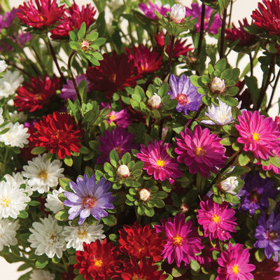 Serenade Mix Aster