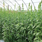 Hortonova FA – 42" x 328' Trellis Netting