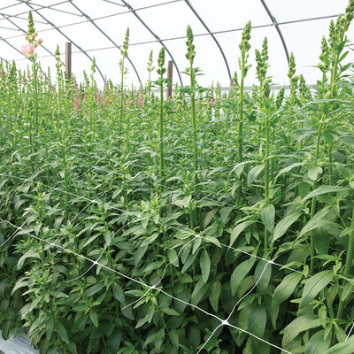 Hortonova FA – 42" x 328' Trellis Netting