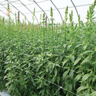 Hortonova FA – 36" x 3,280' Hortonova FA – 36" x 3,280' Trellis Netting