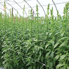 Hortonova FA – 36" x 328' Hortonova FA – 36" x 328' Trellis Netting