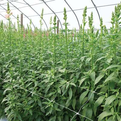Hortonova FA – 36" x 328' Hortonova FA – 36" x 328' Trellis Netting