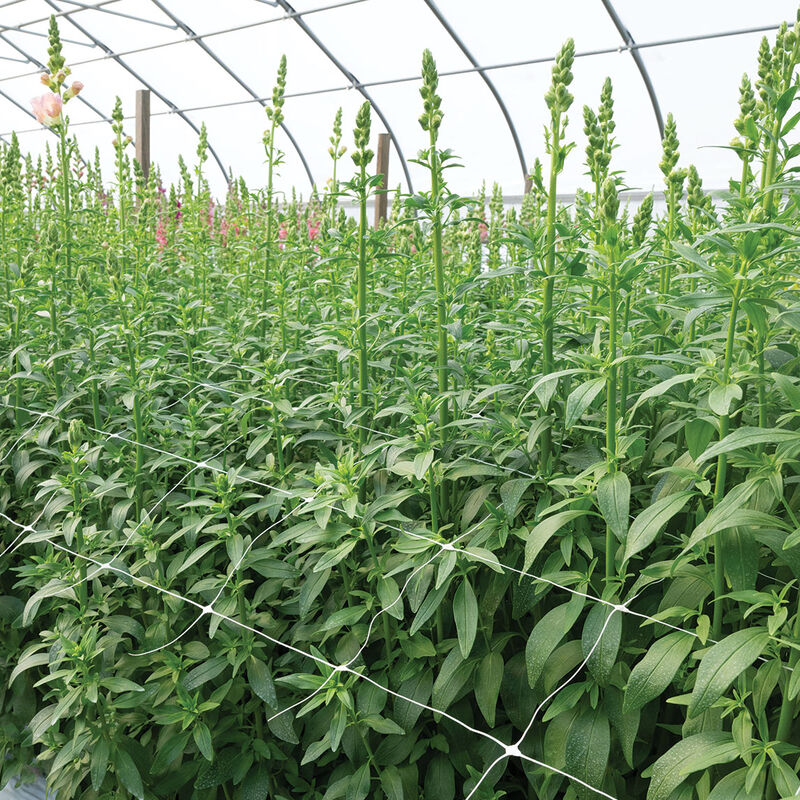 Hortonova FA – 36" x 328' Hortonova FA – 36" x 328' Trellis Netting