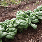 Hammerhead Savoyed-Leaf Spinach