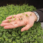 Mild Micro Mix Mild Micro Mix Microgreen Mixes