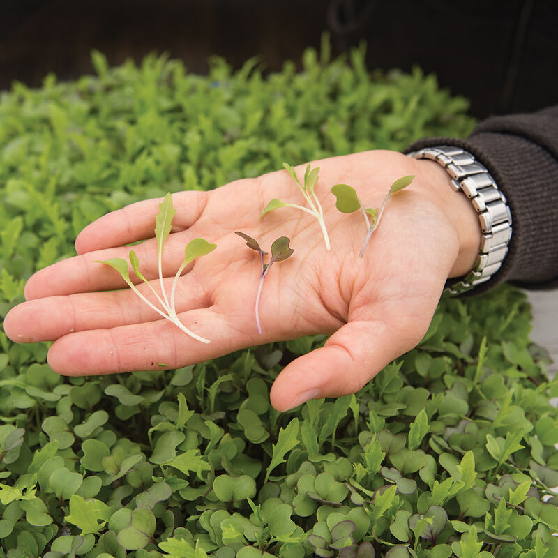 Mild Micro Mix Mild Micro Mix Microgreen Mixes