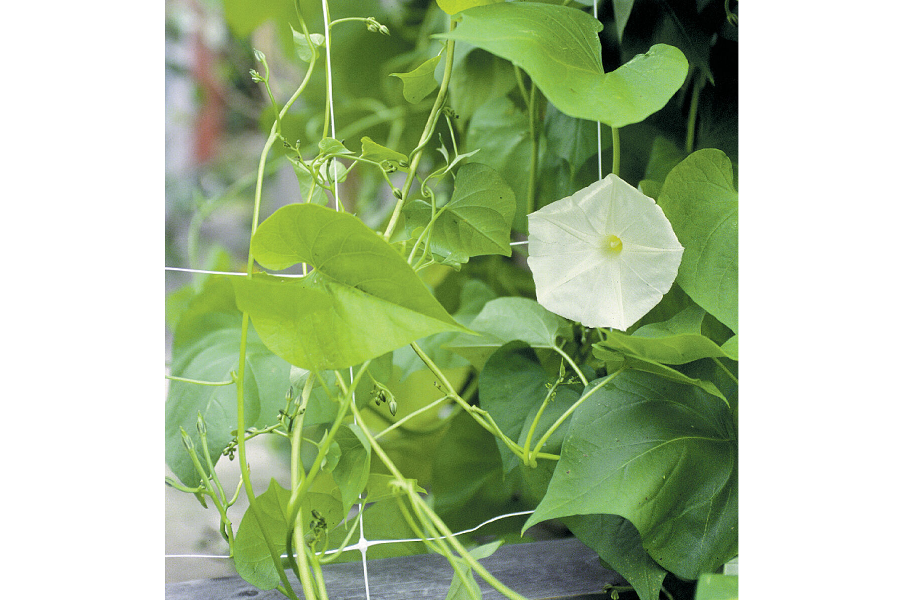 Hortonova FG &ndash; 59" x 3,280' Trellis Netting