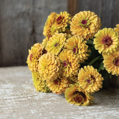 Queeny Lemon Peach Zinnias