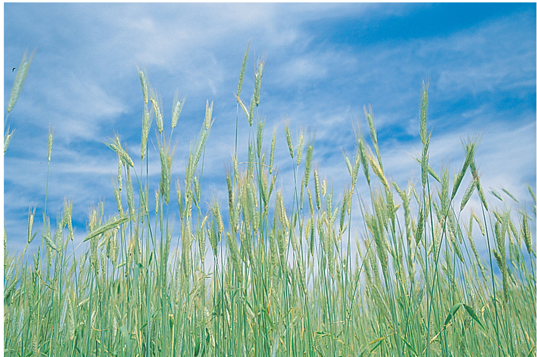 Winter Rye (Common) Winter Rye