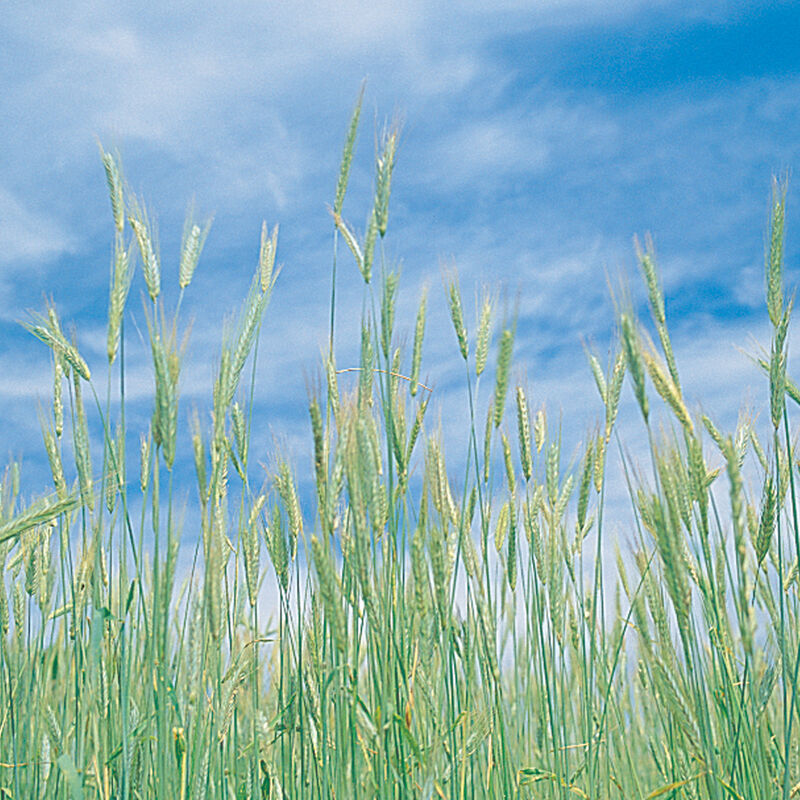 Winter Rye (Common) Winter Rye