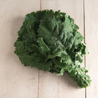 White Russian Kale