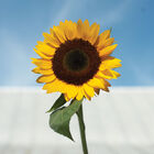 Sunbright Supreme Sunbright Supreme Tall Sunflowers