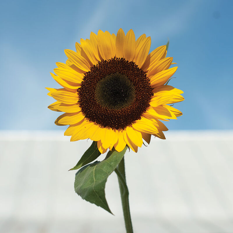 Sunbright Supreme Sunbright Supreme Tall Sunflowers