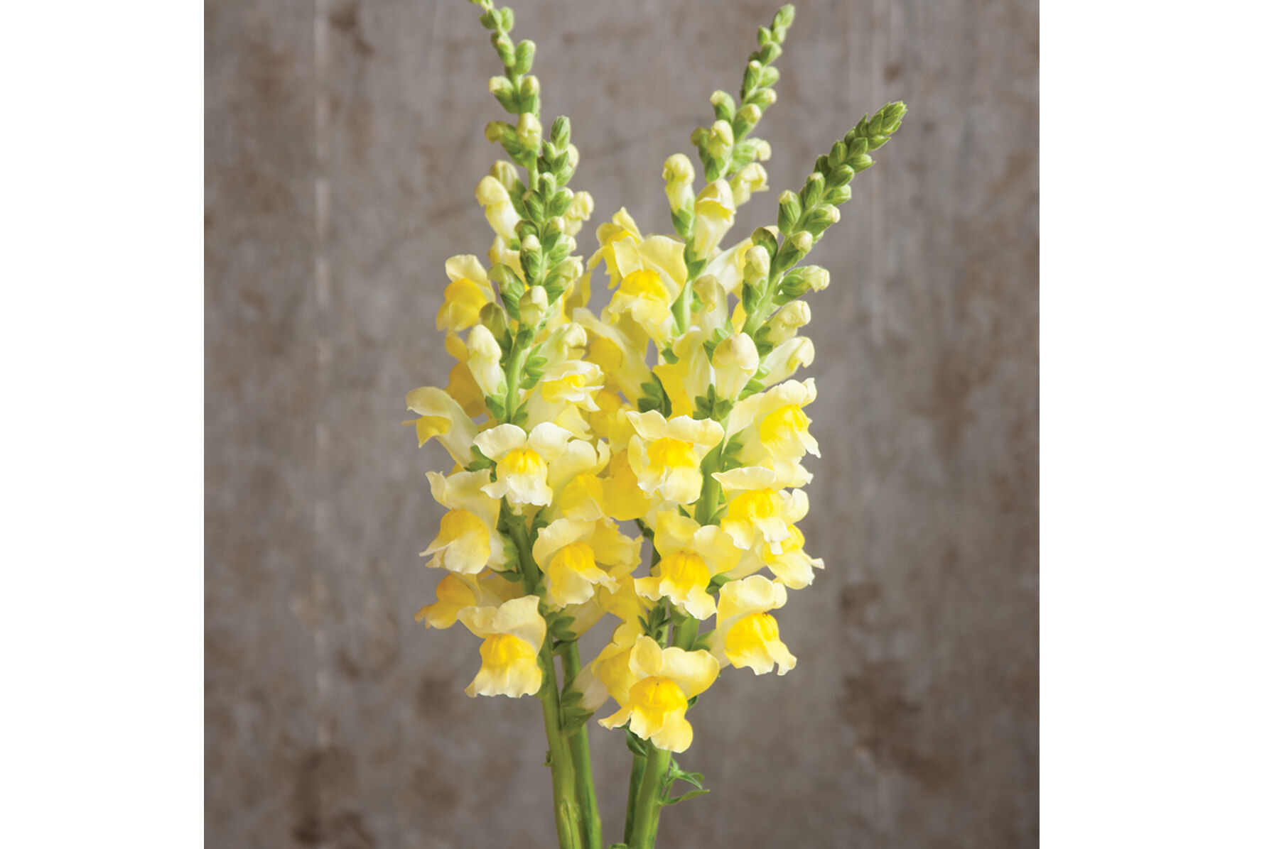 Yellow snapdragons cheap