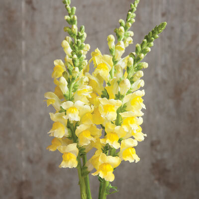 Potomac Yellow Potomac Yellow Snapdragon