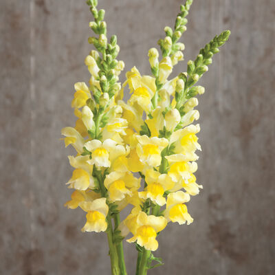 Potomac Yellow Snapdragon