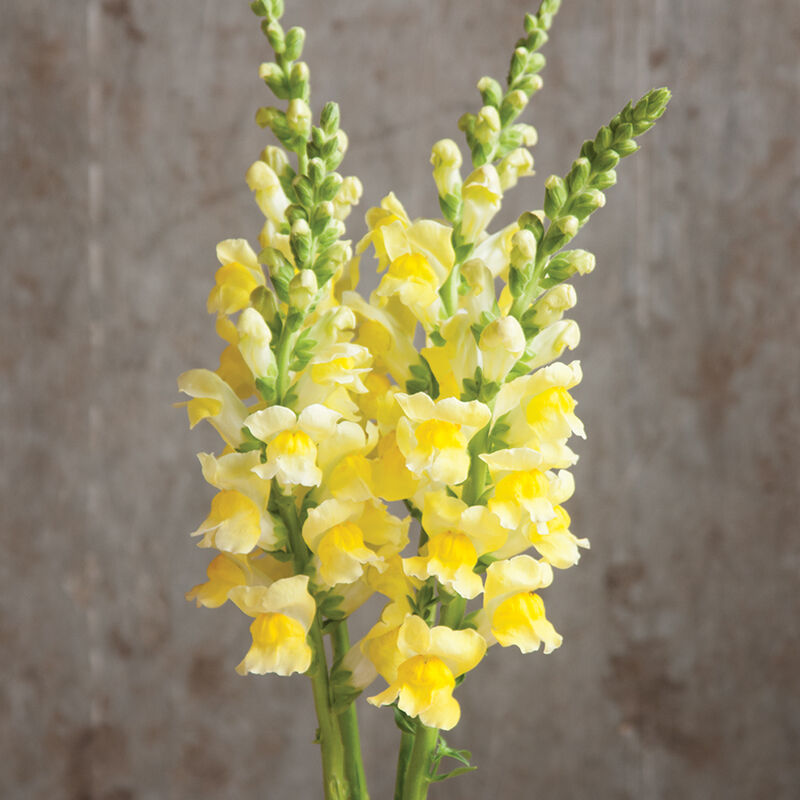 Potomac Yellow Potomac Yellow Snapdragon