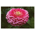 Benary's Giant Carmine Rose Benary's Giant Series