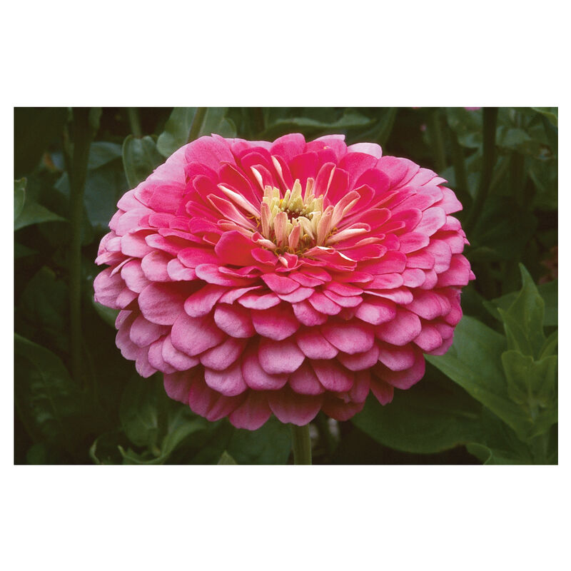 Benary's Giant Carmine Rose Benary's Giant Series