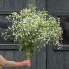 White Beauty Saponaria