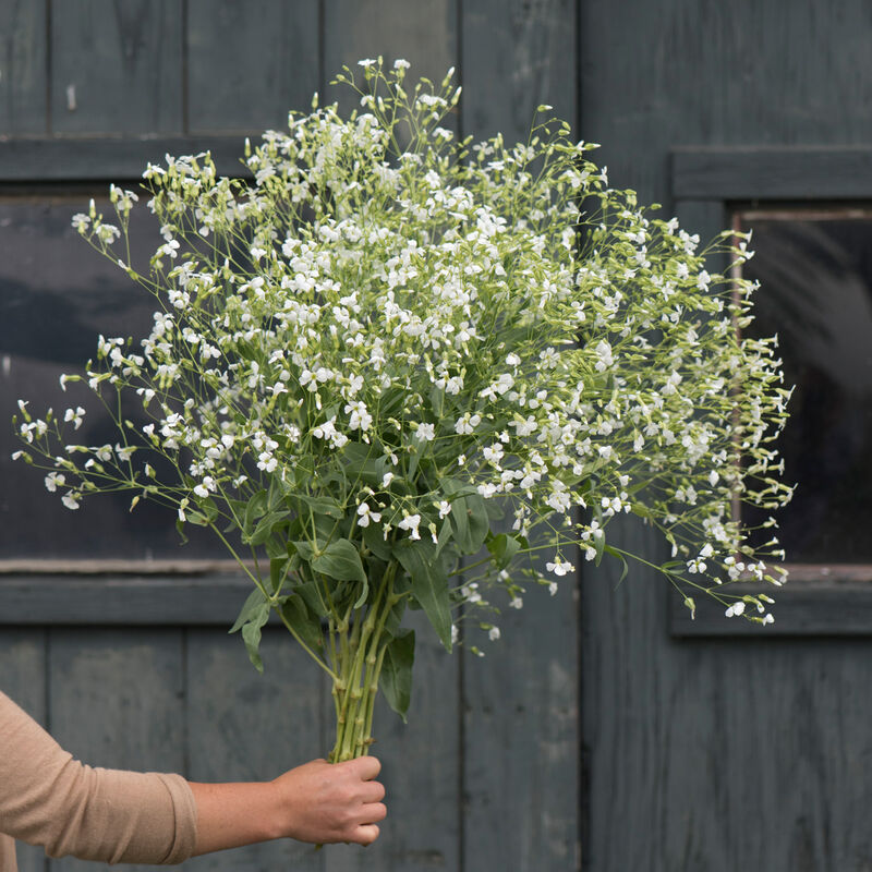 White Beauty Saponaria