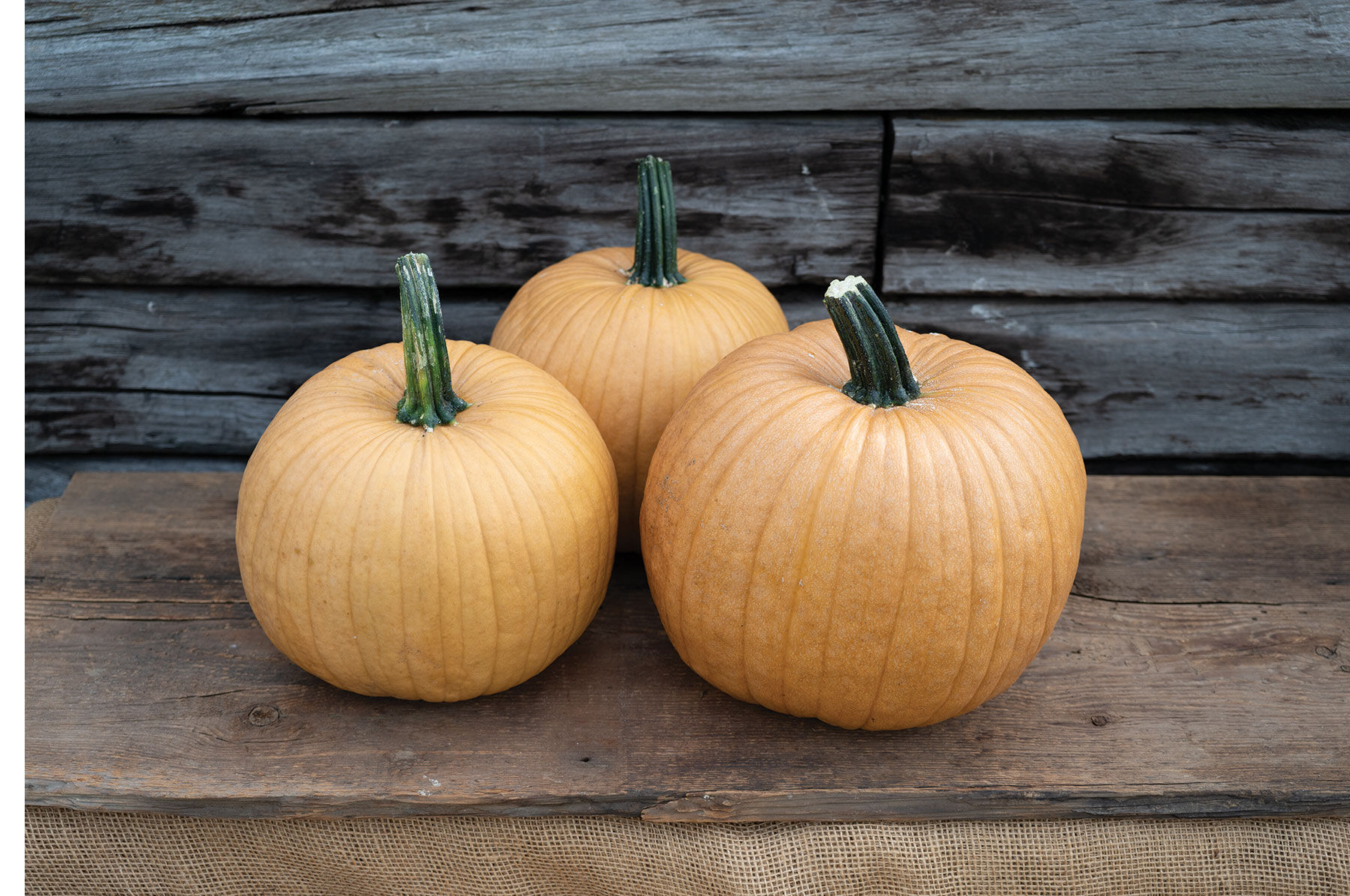 mocha☆ Spicy Mocha - (F1) Pumpkin Seed | Johnny's Selected Seeds