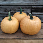 Spicy Mocha Specialty Pumpkins