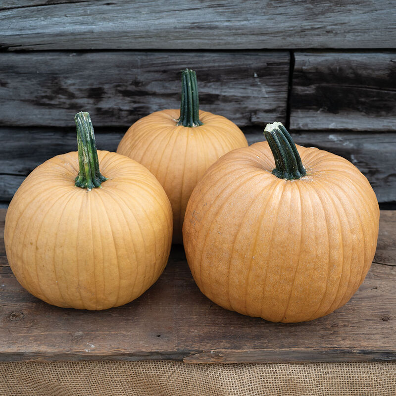Spicy Mocha Specialty Pumpkins