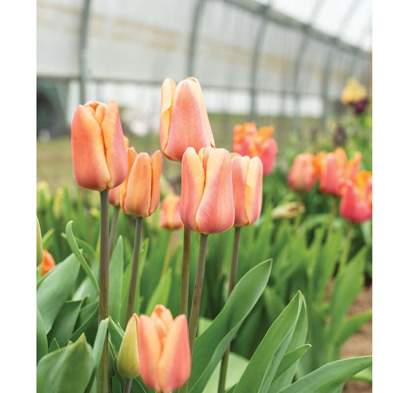 Apricot Foxx Tulips