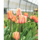 Apricot Foxx Tulips